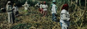 Lee más sobre el artículo MUJERES DE LA TIERRA. AMÉRICA LATINA, EL CARIBE Y ÁFRICA